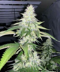 big bud fast flowering strain
