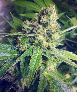 blue cheese cannabis seeds