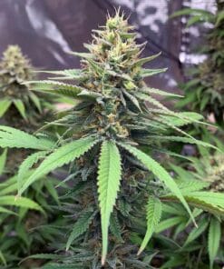 blue cheese marijuana seeds