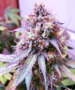 blue cheese marijuana strain