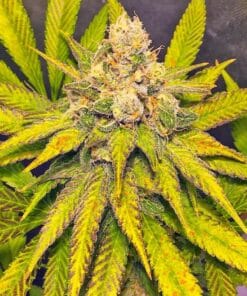 blue cheese weed seeds