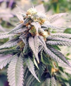 fast flower ak-47 seeds