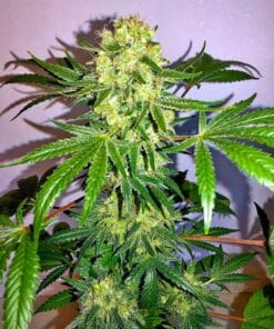 fast flowering ak-47 seeds