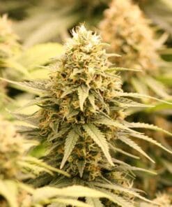 Amnesia Fast Flowering Seeds fast flowering amnesia haze strain fast flowering amnesia haze strain