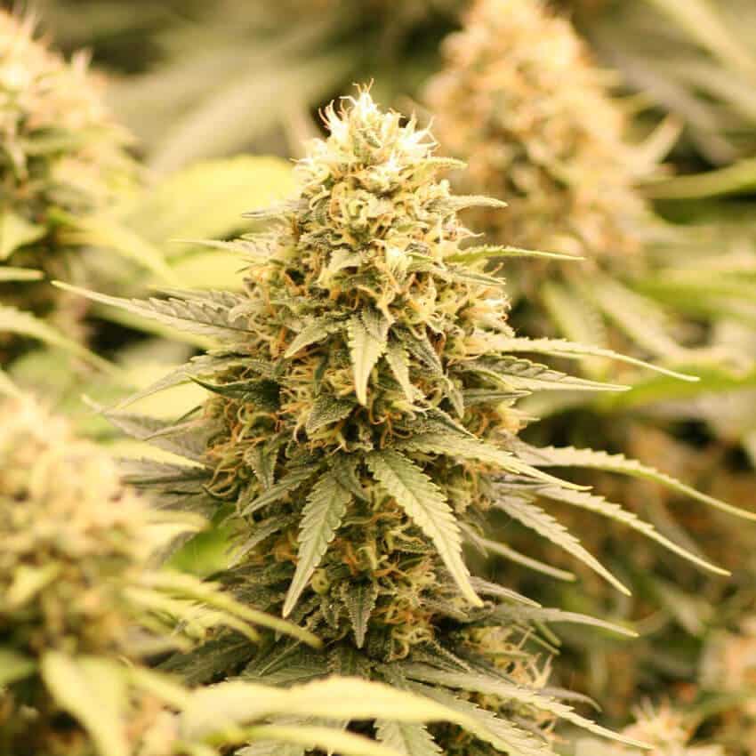 Amnesia Fast Flowering Seeds fast flowering amnesia haze strain fast flowering amnesia haze strain