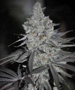 Humboldt Seeds feminized humboldt seeds feminized humboldt seeds