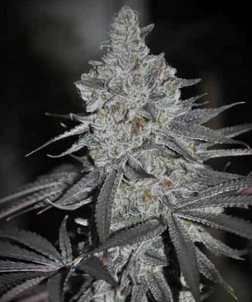 Humboldt Seeds feminized humboldt seeds feminized humboldt seeds