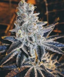 Humboldt Seeds feminized humboldt weed seeds feminized humboldt weed seeds