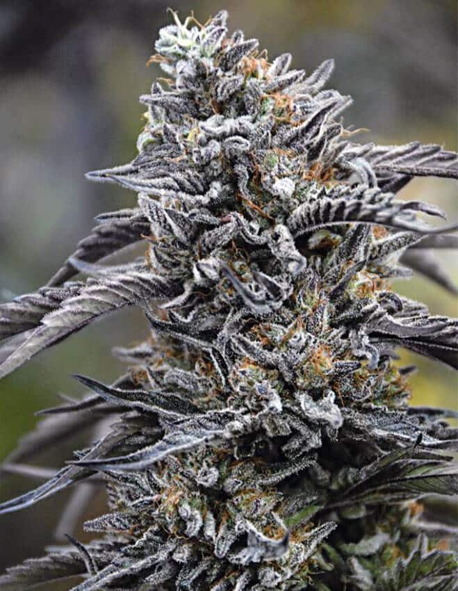 Humboldt Seeds humboldt marijuana seeds humboldt marijuana seeds