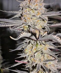 Humboldt Seeds humboldt seeds humboldt seeds