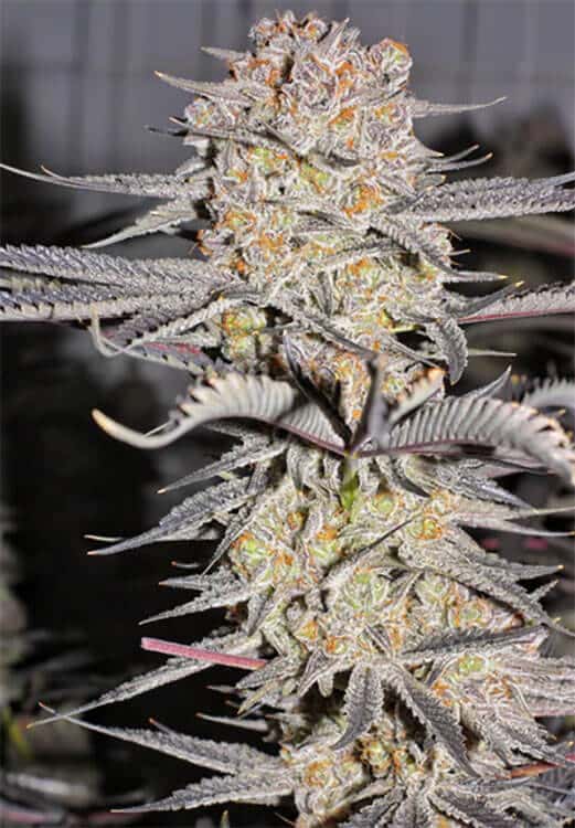 Humboldt Seeds humboldt seeds humboldt seeds