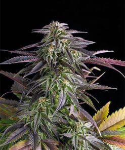 Humboldt Seeds humboldt weed seeds Humboldt Seeds for Sale