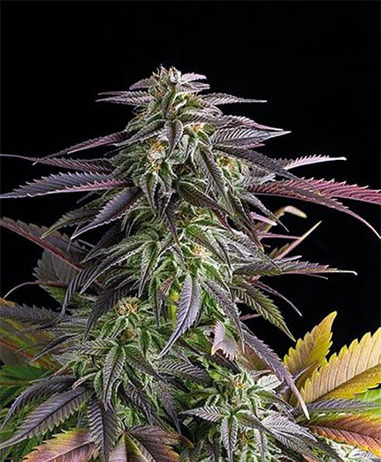 Humboldt Seeds humboldt weed seeds Humboldt Seeds for Sale
