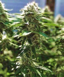 Alaskan Thunder Fuck alaskan thunder fuck cannabis seeds Alaskan Thunder Fuck Cannabis Seeds