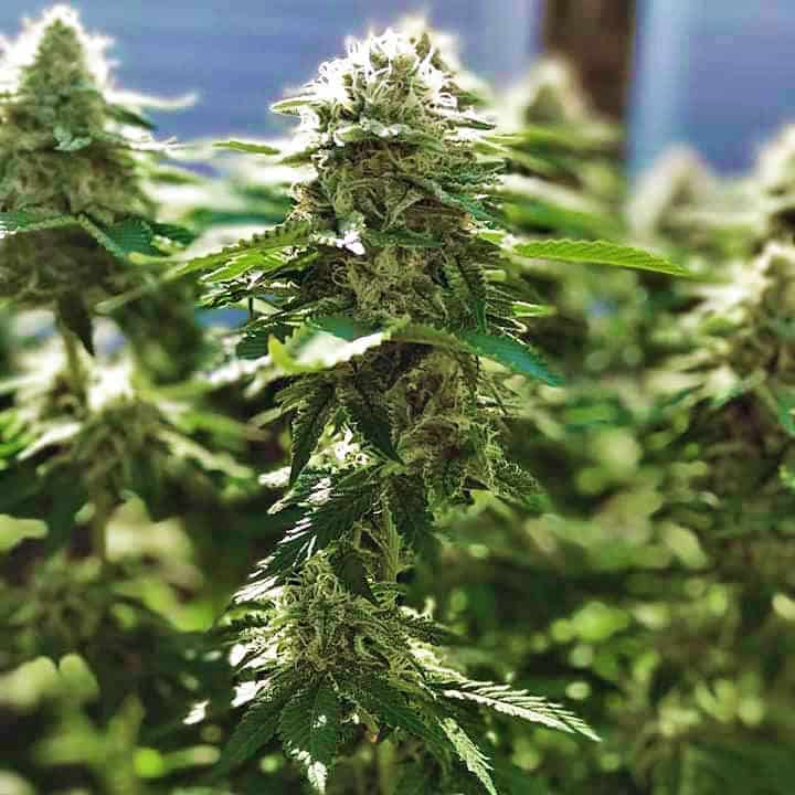 Alaskan Thunder Fuck alaskan thunder fuck cannabis seeds Alaskan Thunder Fuck Cannabis Seeds