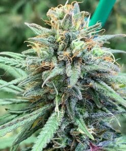 Alaskan Thunder Fuck alaskan thunder fuck cannabis strain Alaskan Thunder Fuck cannabis strain