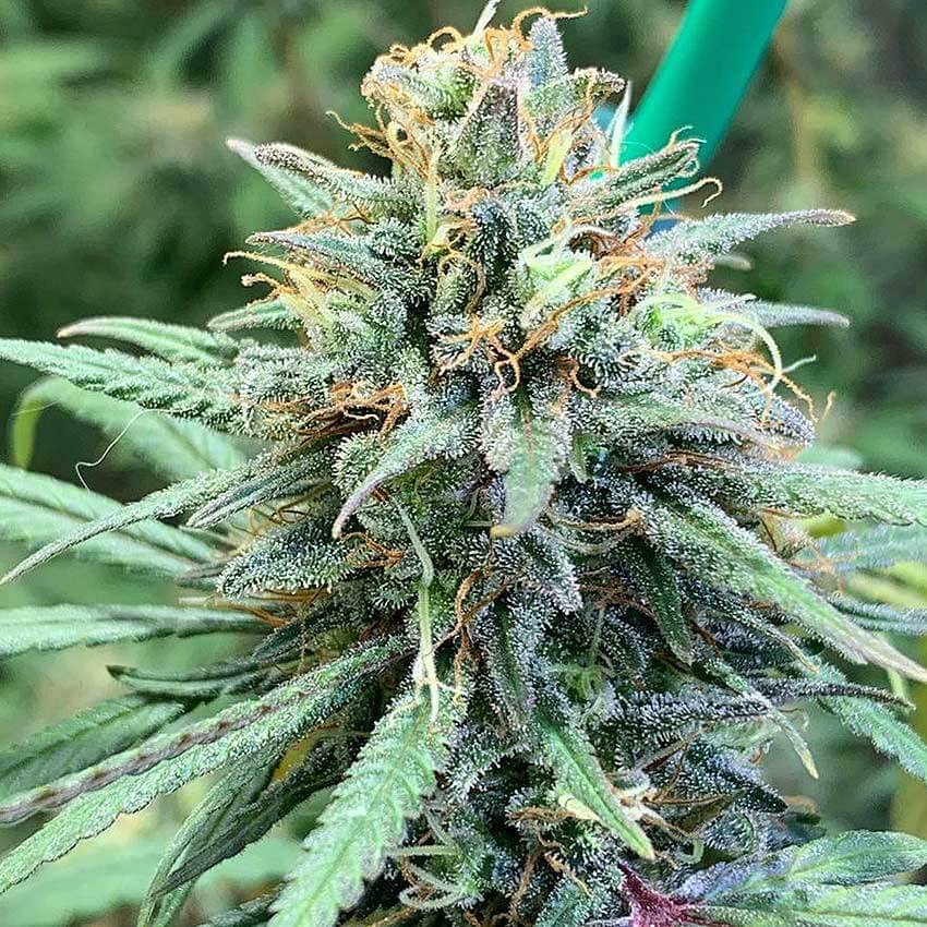 Alaskan Thunder Fuck alaskan thunder fuck cannabis strain Alaskan Thunder Fuck cannabis strain