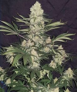 Alaskan Thunder Fuck alaskan thunder fuck marijuana seeds Alaskan Thunder Fuck Marijuana Seeds