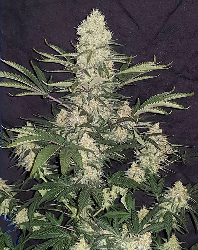 Alaskan Thunder Fuck alaskan thunder fuck marijuana seeds Alaskan Thunder Fuck Marijuana Seeds