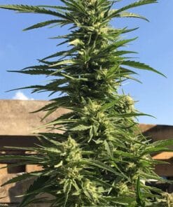 Alaskan Thunder Fuck alaskan thunder fuck seeds ATF Alaskan Thunder Fuck weed