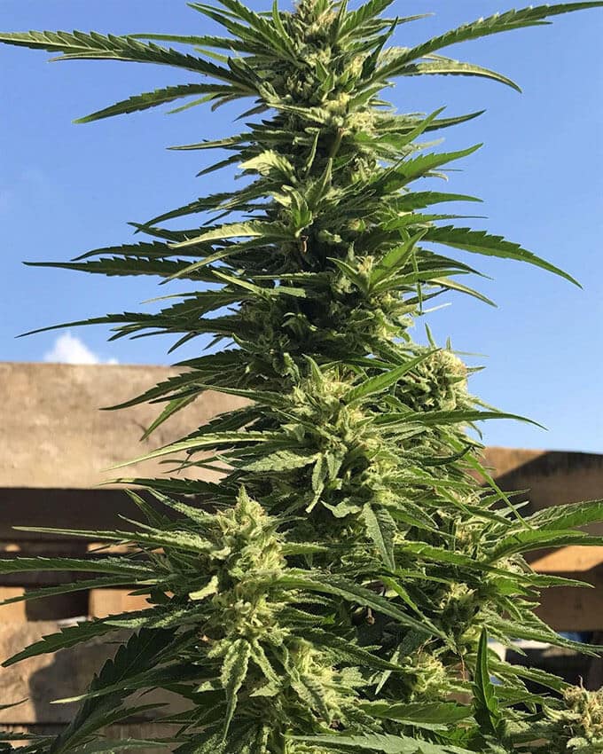 Alaskan Thunder Fuck alaskan thunder fuck seeds ATF Alaskan Thunder Fuck weed