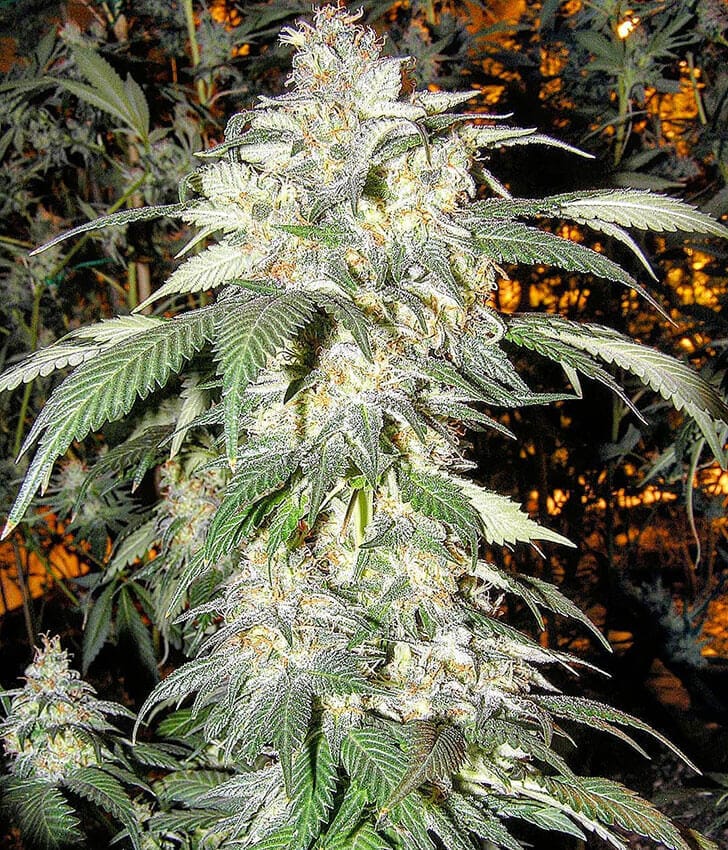 Alaskan Thunder Fuck alaskan thunder fuck seeds weed buy Alaskan Thunder Fuck seeds