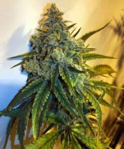 Alaskan Thunder Fuck alaskan thunder fuck strain ATF Alaskan Thunder Fuck ATF