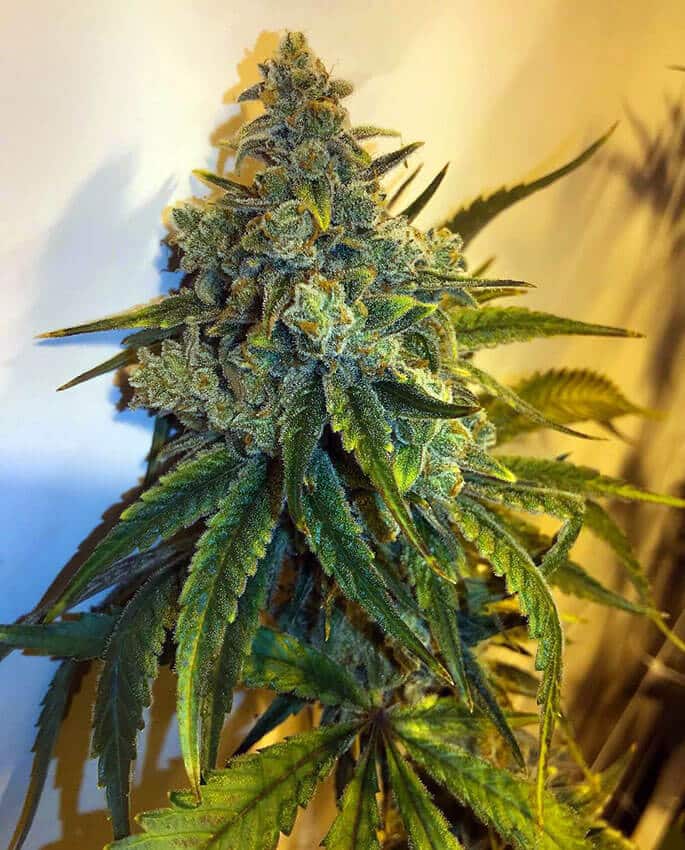 Alaskan Thunder Fuck alaskan thunder fuck strain ATF Alaskan Thunder Fuck ATF