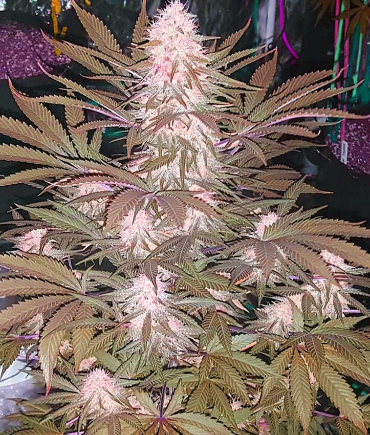 Alaskan Thunder Fuck alaskan thunder fuck strain ATF seeds Alaskan Thunder Fuck strain ATF Seeds