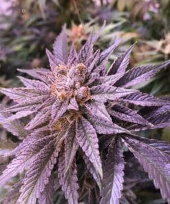 Alaskan Thunder Fuck alaskan thunder fuck strain seeds Alaskan Thunder Fuck seeds