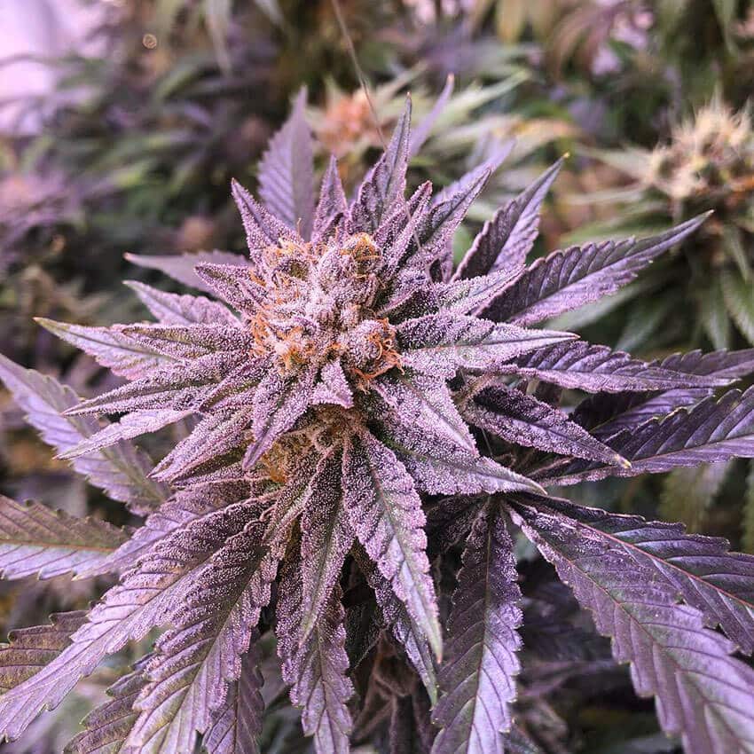 Alaskan Thunder Fuck alaskan thunder fuck strain seeds Alaskan Thunder Fuck seeds