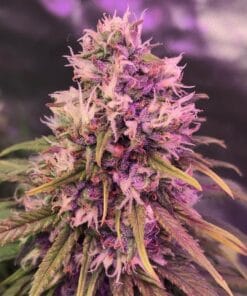 cream caramel cannabis strain