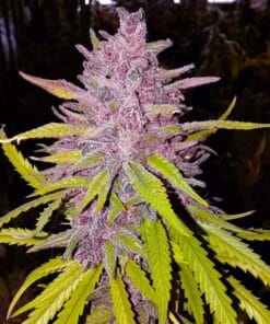 cream caramel marijuana strain