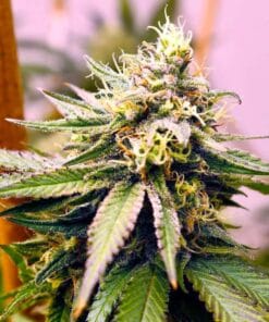 cream caramel strain