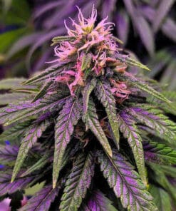 feminized cream caramel cannabis seeds