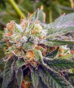 feminized cream caramel marijuana seeds