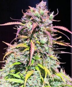 feminized cream caramel marijuana strain