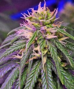 feminized cream caramel weed seeds