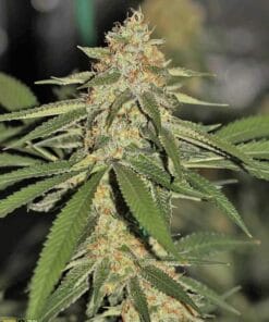 feminized mimosa cannabis seeds