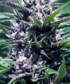 Purple Thai Seeds feminized purple thai seeds feminized purple thai seeds