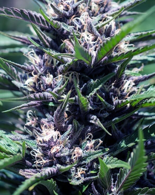 Purple Thai Seeds feminized purple thai seeds feminized purple thai seeds