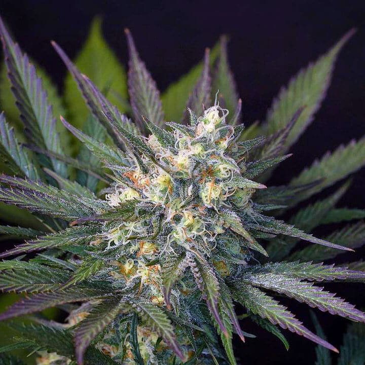Somango Seeds feminized somango cannabis seeds feminized somango cannabis seeds