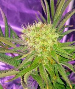 Somango Seeds feminized somango cannabis strain feminized somango cannabis strain