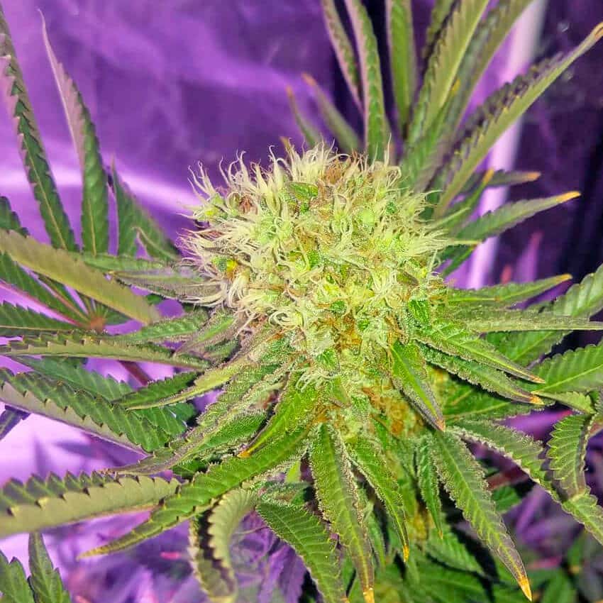 Somango Seeds feminized somango cannabis strain feminized somango cannabis strain