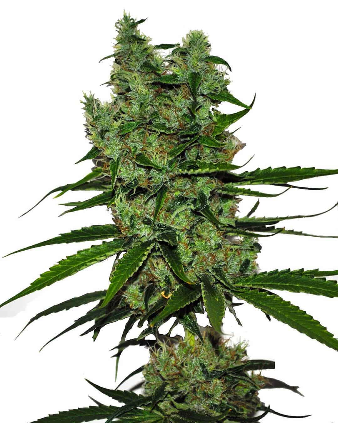 Somango Seeds feminized somango marijuana seeds feminized somango marijuana seeds