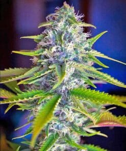 Somango Seeds feminized somango strain feminized somango strain