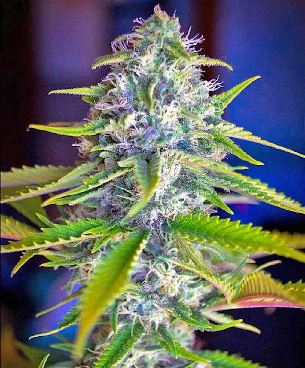 Somango Seeds feminized somango strain feminized somango strain