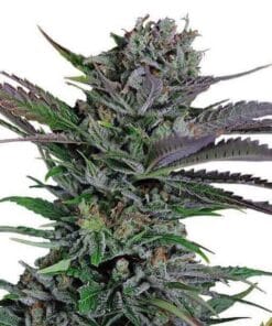 Somango Seeds feminized somango weed seeds feminized somango weed seeds