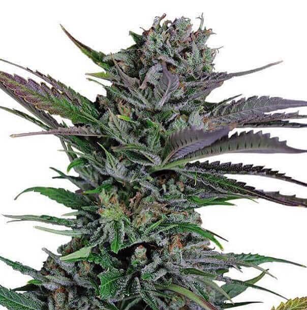 Somango Seeds feminized somango weed seeds feminized somango weed seeds