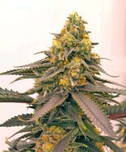 mimosa marijuana seeds